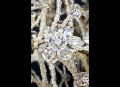 A French Louis XVI  rock crystal chandelier. 